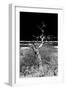 Awesome South Africa Collection B&W - Dead Tree-Philippe Hugonnard-Framed Photographic Print