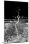 Awesome South Africa Collection B&W - Dead Tree-Philippe Hugonnard-Mounted Photographic Print