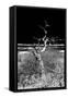 Awesome South Africa Collection B&W - Dead Tree-Philippe Hugonnard-Framed Stretched Canvas