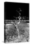 Awesome South Africa Collection B&W - Dead Tree-Philippe Hugonnard-Stretched Canvas