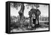 Awesome South Africa Collection B&W - Elephant I-Philippe Hugonnard-Framed Stretched Canvas