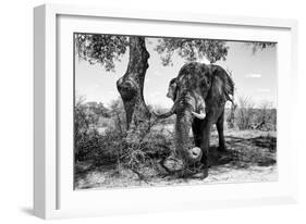 Awesome South Africa Collection B&W - Elephant I-Philippe Hugonnard-Framed Photographic Print