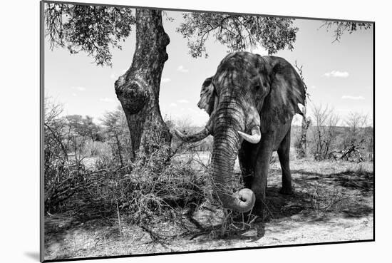 Awesome South Africa Collection B&W - Elephant I-Philippe Hugonnard-Mounted Photographic Print