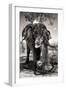 Awesome South Africa Collection B&W - Elephant II-Philippe Hugonnard-Framed Photographic Print