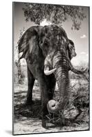 Awesome South Africa Collection B&W - Elephant II-Philippe Hugonnard-Mounted Photographic Print