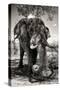 Awesome South Africa Collection B&W - Elephant II-Philippe Hugonnard-Stretched Canvas