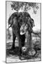 Awesome South Africa Collection B&W - Elephant III-Philippe Hugonnard-Mounted Photographic Print