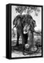 Awesome South Africa Collection B&W - Elephant III-Philippe Hugonnard-Framed Stretched Canvas