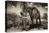 Awesome South Africa Collection B&W - Elephant IV-Philippe Hugonnard-Stretched Canvas