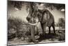 Awesome South Africa Collection B&W - Elephant IV-Philippe Hugonnard-Mounted Photographic Print