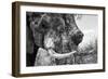 Awesome South Africa Collection B&W - Elephant Portrait III-Philippe Hugonnard-Framed Photographic Print