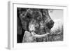 Awesome South Africa Collection B&W - Elephant Portrait III-Philippe Hugonnard-Framed Photographic Print