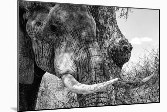 Awesome South Africa Collection B&W - Elephant Portrait III-Philippe Hugonnard-Mounted Photographic Print