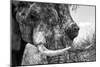 Awesome South Africa Collection B&W - Elephant Portrait III-Philippe Hugonnard-Mounted Photographic Print