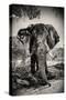 Awesome South Africa Collection B&W - Elephant Portrait IV-Philippe Hugonnard-Stretched Canvas
