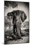 Awesome South Africa Collection B&W - Elephant Portrait IV-Philippe Hugonnard-Mounted Photographic Print