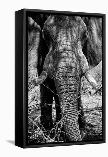 Awesome South Africa Collection B&W - Elephant Portrait IX-Philippe Hugonnard-Framed Stretched Canvas