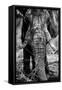 Awesome South Africa Collection B&W - Elephant Portrait IX-Philippe Hugonnard-Framed Stretched Canvas