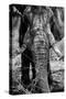 Awesome South Africa Collection B&W - Elephant Portrait IX-Philippe Hugonnard-Stretched Canvas