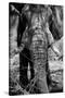 Awesome South Africa Collection B&W - Elephant Portrait IX-Philippe Hugonnard-Stretched Canvas