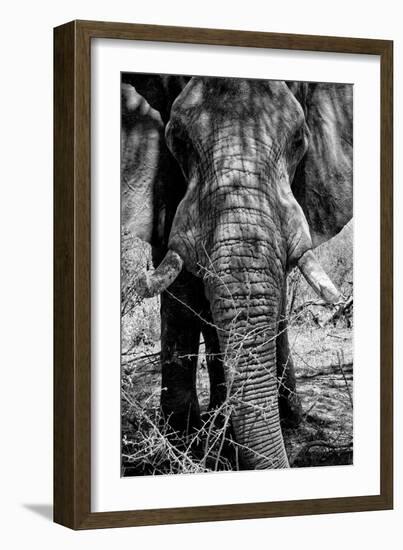 Awesome South Africa Collection B&W - Elephant Portrait IX-Philippe Hugonnard-Framed Photographic Print