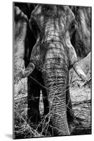 Awesome South Africa Collection B&W - Elephant Portrait IX-Philippe Hugonnard-Mounted Photographic Print