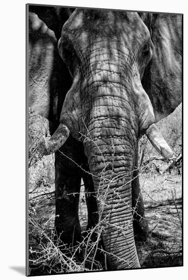 Awesome South Africa Collection B&W - Elephant Portrait IX-Philippe Hugonnard-Mounted Photographic Print