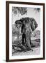 Awesome South Africa Collection B&W - Elephant Portrait V-Philippe Hugonnard-Framed Photographic Print