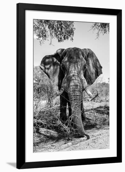 Awesome South Africa Collection B&W - Elephant Portrait V-Philippe Hugonnard-Framed Photographic Print