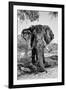 Awesome South Africa Collection B&W - Elephant Portrait V-Philippe Hugonnard-Framed Photographic Print