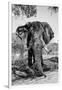 Awesome South Africa Collection B&W - Elephant Portrait V-Philippe Hugonnard-Framed Photographic Print