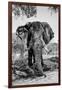 Awesome South Africa Collection B&W - Elephant Portrait V-Philippe Hugonnard-Framed Photographic Print