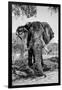 Awesome South Africa Collection B&W - Elephant Portrait V-Philippe Hugonnard-Framed Photographic Print