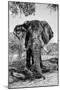 Awesome South Africa Collection B&W - Elephant Portrait V-Philippe Hugonnard-Mounted Premium Photographic Print