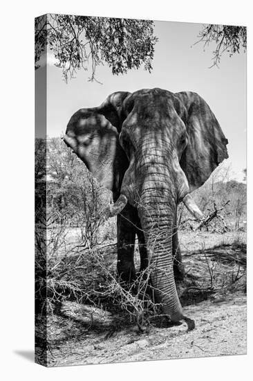Awesome South Africa Collection B&W - Elephant Portrait V-Philippe Hugonnard-Stretched Canvas