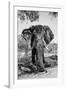 Awesome South Africa Collection B&W - Elephant Portrait V-Philippe Hugonnard-Framed Photographic Print