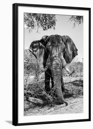 Awesome South Africa Collection B&W - Elephant Portrait V-Philippe Hugonnard-Framed Photographic Print