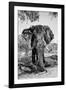 Awesome South Africa Collection B&W - Elephant Portrait V-Philippe Hugonnard-Framed Photographic Print