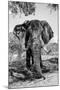 Awesome South Africa Collection B&W - Elephant Portrait V-Philippe Hugonnard-Mounted Photographic Print