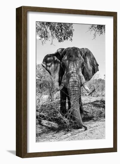 Awesome South Africa Collection B&W - Elephant Portrait V-Philippe Hugonnard-Framed Photographic Print