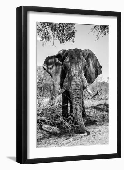 Awesome South Africa Collection B&W - Elephant Portrait V-Philippe Hugonnard-Framed Photographic Print