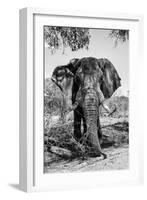 Awesome South Africa Collection B&W - Elephant Portrait V-Philippe Hugonnard-Framed Photographic Print