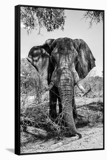 Awesome South Africa Collection B&W - Elephant Portrait V-Philippe Hugonnard-Framed Stretched Canvas