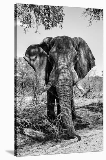 Awesome South Africa Collection B&W - Elephant Portrait V-Philippe Hugonnard-Stretched Canvas