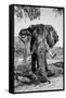 Awesome South Africa Collection B&W - Elephant Portrait V-Philippe Hugonnard-Framed Stretched Canvas