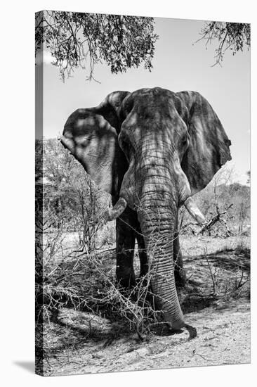 Awesome South Africa Collection B&W - Elephant Portrait V-Philippe Hugonnard-Stretched Canvas