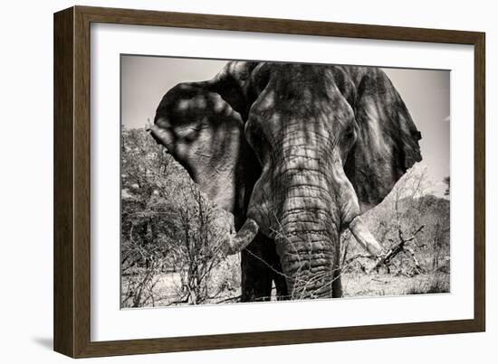 Awesome South Africa Collection B&W - Elephant Portrait VI-Philippe Hugonnard-Framed Photographic Print