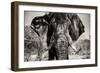 Awesome South Africa Collection B&W - Elephant Portrait VI-Philippe Hugonnard-Framed Photographic Print