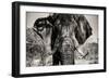 Awesome South Africa Collection B&W - Elephant Portrait VI-Philippe Hugonnard-Framed Photographic Print