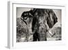 Awesome South Africa Collection B&W - Elephant Portrait VI-Philippe Hugonnard-Framed Photographic Print